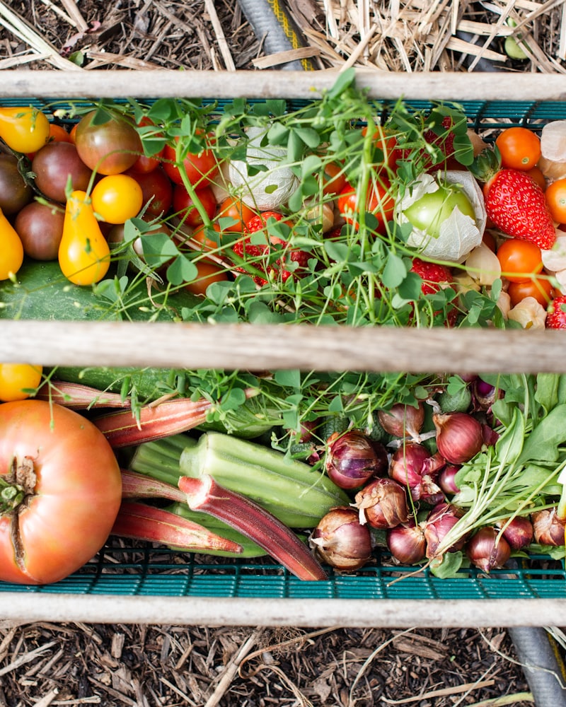 A raised-bed kitchen garden full of homegrown vegetables
